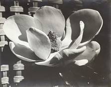 Magnolia Blossom by Man Ray