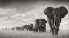 Elephants Walking Through Grass, Amboseli by Nick Brandt