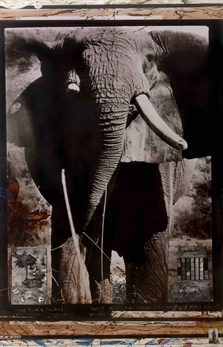 Tsavo Tusker, on the Athi-Tiva River by Peter Beard