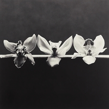Orchids by Robert Mapplethorpe